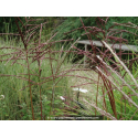 MISCANTHUS sinensis 'Ferner Osten'
MISCANTHUS sinensis \'Ferner Osten\'