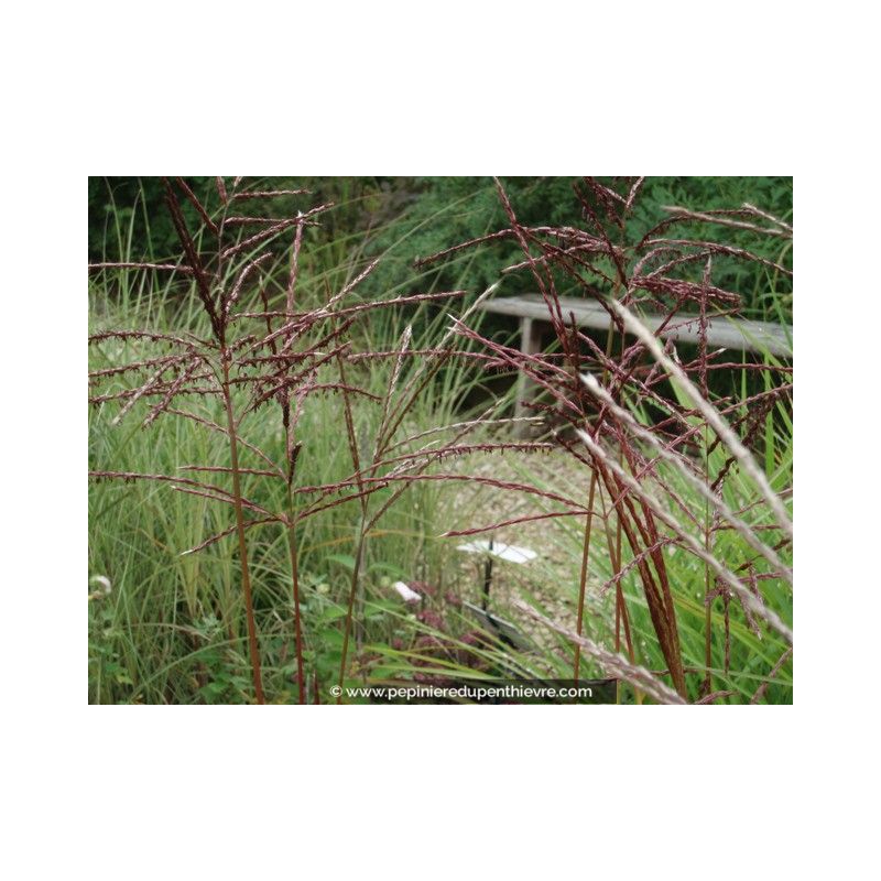 MISCANTHUS sinensis 'Ferner Osten'