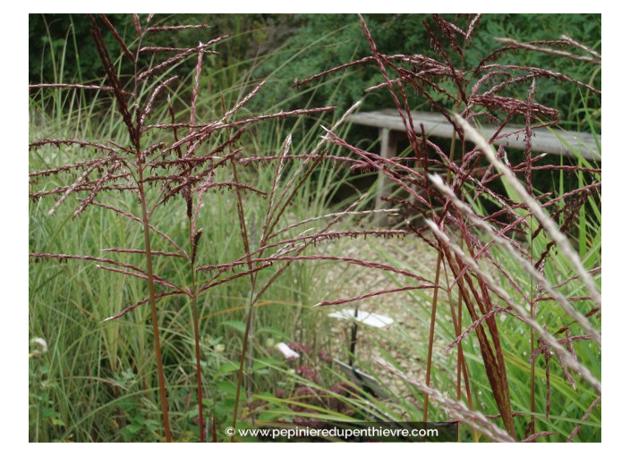 MISCANTHUS sinensis 'Ferner Osten'