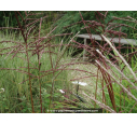 MISCANTHUS sinensis 'Ferner Osten'