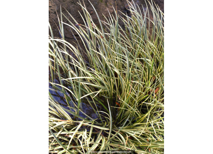 ACORUS gramineus 'Variegatus'