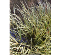 ACORUS gramineus 'Variegatus'