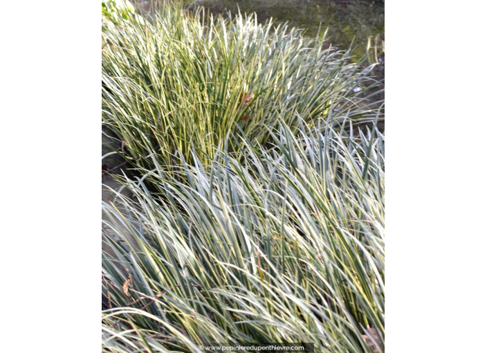 ACORUS gramineus 'Variegatus'