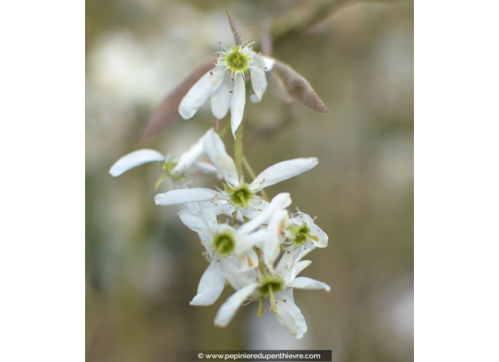 AMELANCHIER canadensis AMELANCHIER canadensis