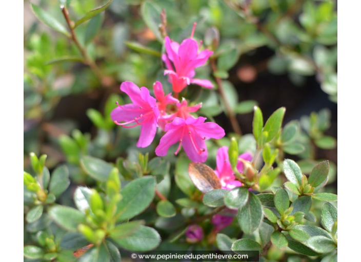 AZALEA japonica 'Amoena' (Violacé)