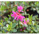 AZALEA japonica 'Amoena' (Violacé)