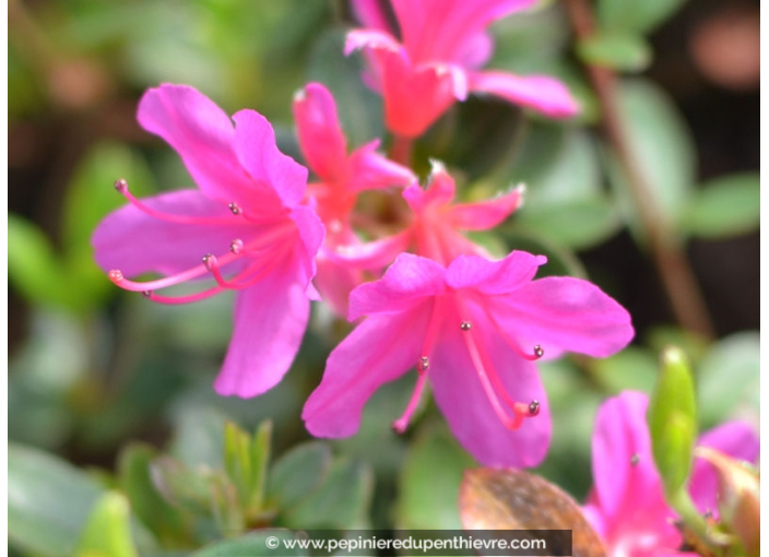AZALEA japonica 'Amoena' (Violacé)