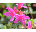 AZALEA japonica 'Amoena' (Violacé)