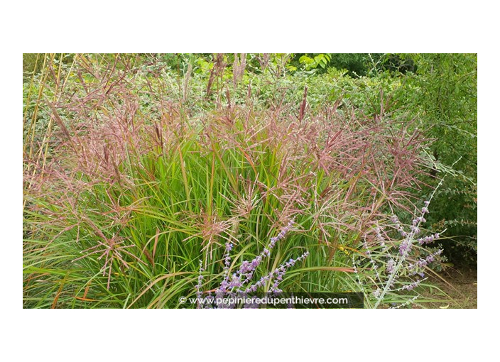 MISCANTHUS sinensis 'Ferner Osten'