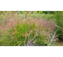 MISCANTHUS sinensis 'Ferner Osten'