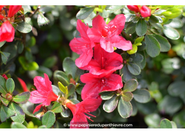 AZALEA japonica 'Hino Crimson' (rouge vif)