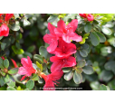 AZALEA japonica 'Hino Crimson' (rouge vif)