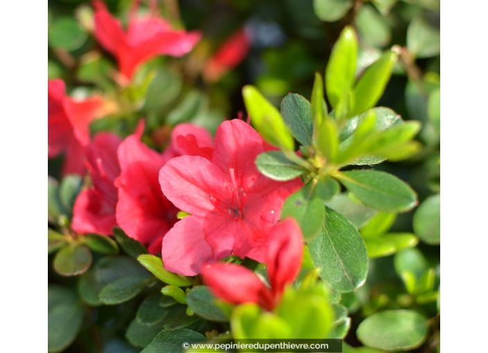 AZALEA japonica 'Hino Crimson' (rouge vif)