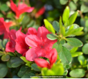 AZALEA japonica 'Hino Crimson' (rouge vif)