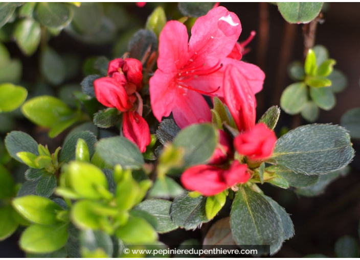 AZALEA japonica 'Hino Crimson' (rouge vif)