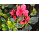 AZALEA japonica 'Hino Crimson' (rouge vif)