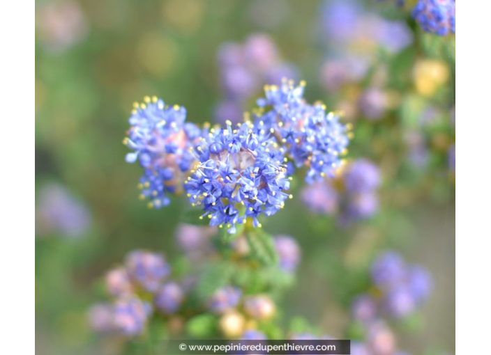 CEANOTHUS impressus 'Puget Blue'