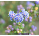 CEANOTHUS impressus 'Puget Blue'