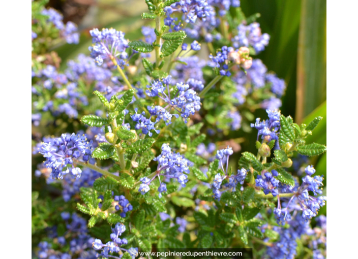 CEANOTHUS impressus 'Puget Blue'