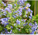 CEANOTHUS impressus 'Puget Blue'