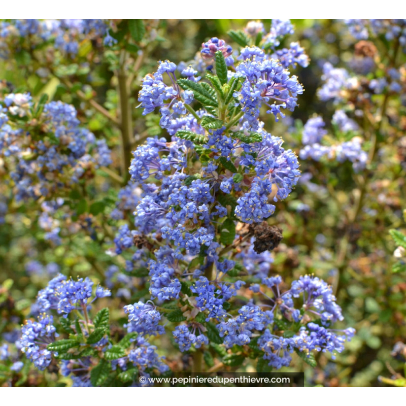 CEANOTHUS impressus 'Puget Blue'