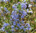 CEANOTHUS impressus 'Puget Blue'