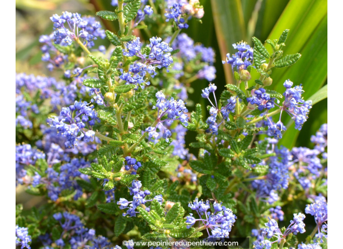 CEANOTHUS impressus 'Puget Blue'