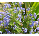 CEANOTHUS impressus 'Puget Blue'