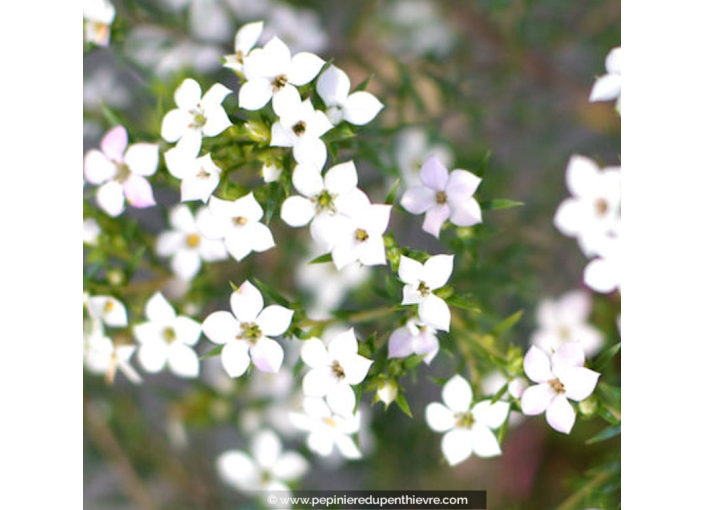 DIOSMA hirsuta 'Pink Fountain' DIOSMA hirsuta 'Pink Fountain'