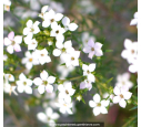 DIOSMA hirsuta 'Pink Fountain' DIOSMA hirsuta 'Pink Fountain'
