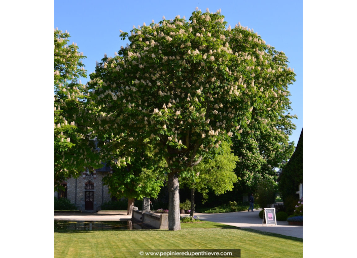 AESCULUS hippocastanum