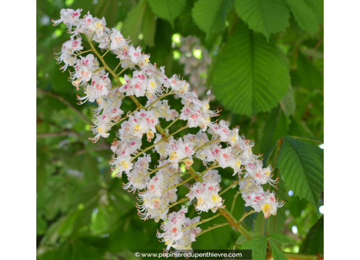 AESCULUS hippocastanum