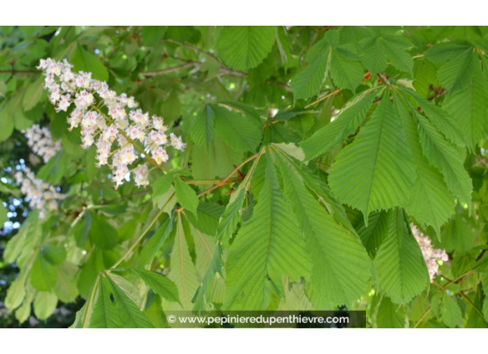 AESCULUS hippocastanum