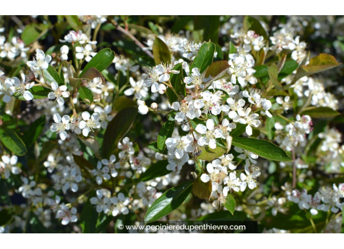 ARONIA arbutifolia 'Brilliant' ARONIA arbutifolia 'Brilliant'