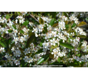 ARONIA arbutifolia 'Brilliant' ARONIA arbutifolia 'Brilliant'