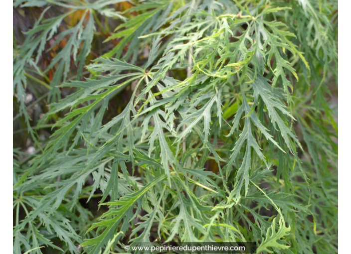 ACER palmatum 'Dissectum'