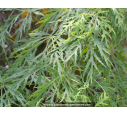 ACER palmatum 'Dissectum'