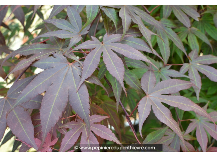 ACER palmatum 'Atropurpureum' ACER palmatum 'Atropurpureum'