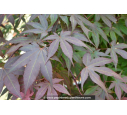 ACER palmatum 'Atropurpureum' ACER palmatum 'Atropurpureum'