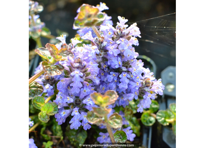 Ajuga pyramidalis  'Metallica Crispa'