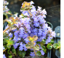 Ajuga pyramidalis  'Metallica Crispa'