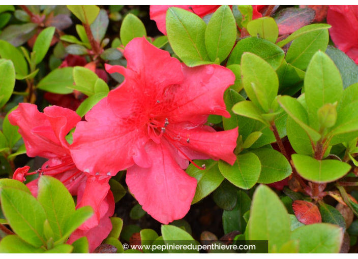 AZALEA japonica 'Fêtes des Mères'