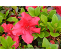 AZALEA japonica 'Fêtes des Mères'