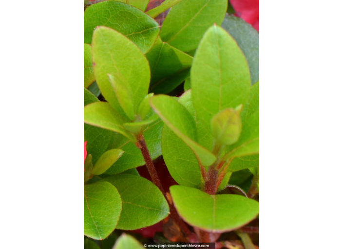 AZALEA japonica 'Fêtes des Mères'