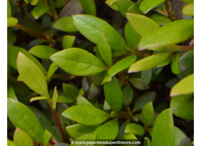 AZALEA japonica 'Orange Beauty'