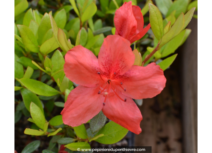 AZALEA japonica 'Orange Beauty'