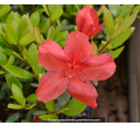 AZALEA japonica 'Orange Beauty'
