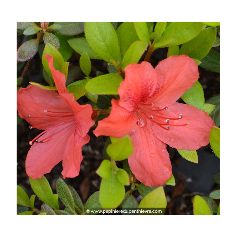AZALEA japonica 'Orange Beauty'