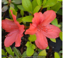 AZALEA japonica 'Orange Beauty'
