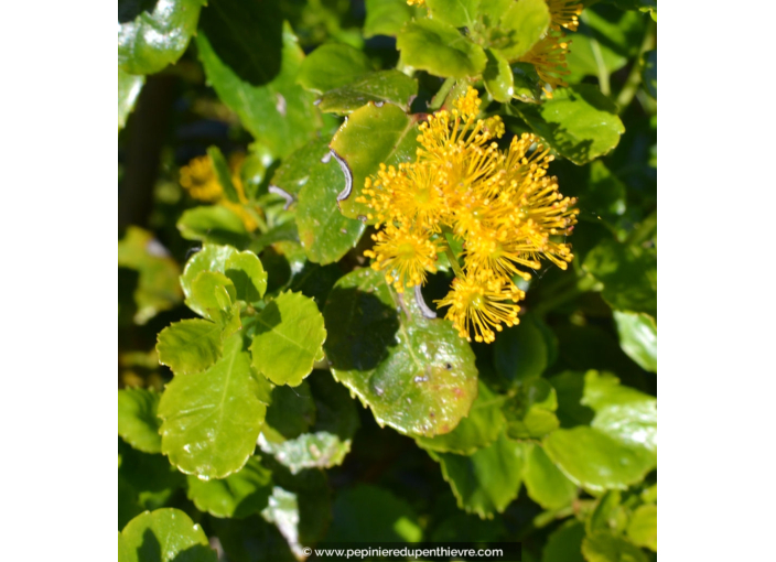 AZARA dentata AZARA dentata